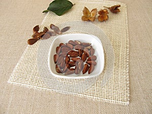 Shelled beech nuts in a bowl