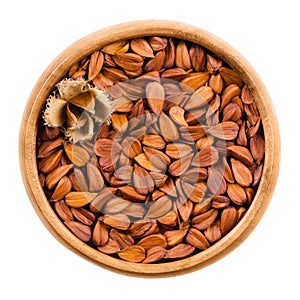 Shelled beechnuts in a wooden bowl on white background
