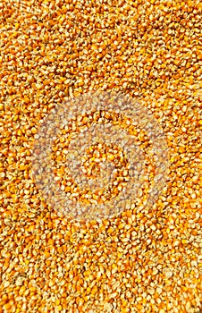 shelled corn in the process of drying in the sun by traditional farmers