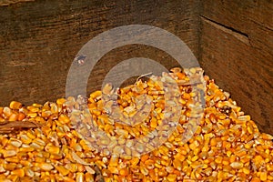 A biin of shelled corn