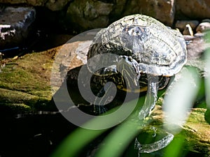 Shelled turtle entering water near rocky shore