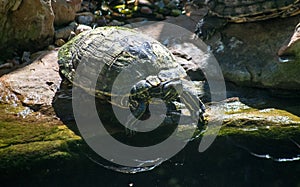 Shelled turtle entering water near rocky shore