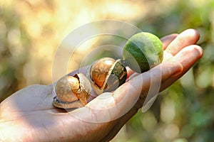 Shelled and unshelled macadamia nuts on hand harvested from macadamia trees