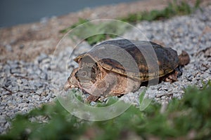 Shelled Wildlife Snapping Turtle Still Rocky Pebbles