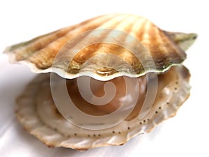Shellfish