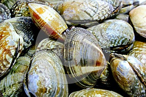 Shellfish