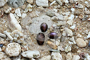 Shellfish on the beach with a rock background