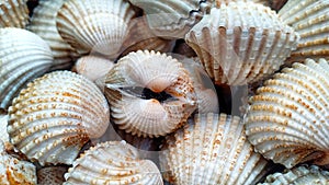Shellfish Cardiidae on the island of Flores, Indonesia
