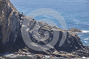 Shellfish catcher ascending the cliff