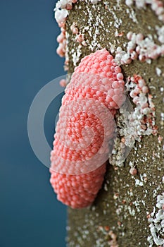 Shellfish Cherry Egg