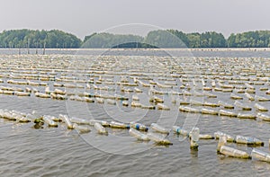 Shellfish farm from old plastic bottles in sea at Chanthaburi, T