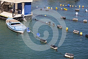 Shellfish farming