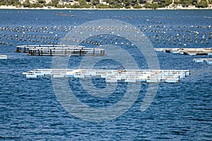 Shellfish farming