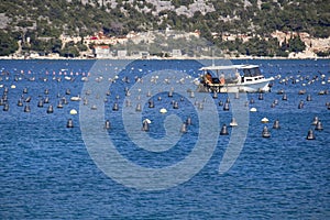 Shellfish farming