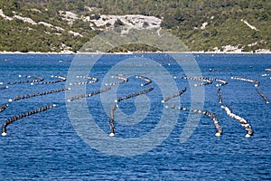 Shellfish farming