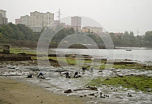 Shellfish gatherers in the Ferrol estuary