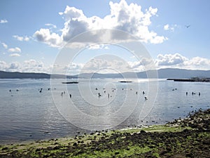 shellfish gatherers in a galician estuary