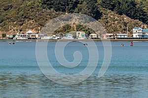 Shellfish gatherers in Pauatahanui Inlet, Mana, New Zealand