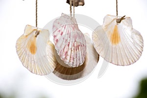 Shellfish mobile hanging aganist white sky background