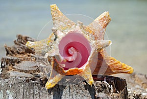 Shellfish, Nature proportion, fibonacci pattern. Tropical paradise in Guna Yala, Kuna Yala, San BLas, islands, Panama. spiral.