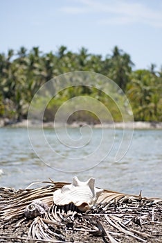 Shellfish, Nature proportion, fibonacci pattern. Tropical paradise in Guna Yala, Kuna Yala, San BLas, islands, Panama. spiral. Gol