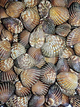 Shellfish from Philippines