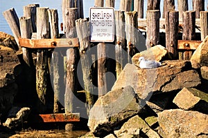 Shellfish prohibited sign next to resting seagull