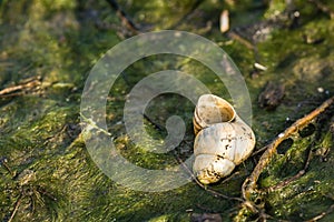 Shellfish river snail on grass