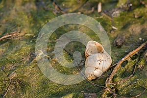 Shellfish river snail on grass