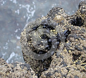 Shellfish on rock outcropping