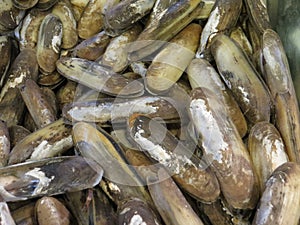 Shellfish at a seafood market.