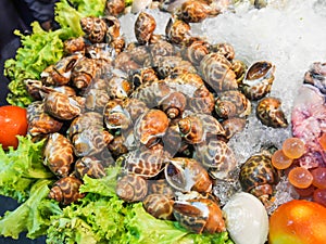 Shellfish such as clams are delicious, Seafood on ice at Night Market in Hua Hin, Thailand