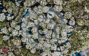 Shellfish on wave-washed rocks