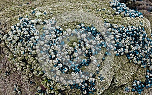 Shellfish on wave-washed rocks