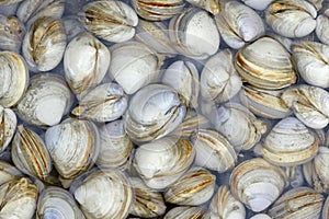 Shellfishes photo