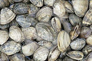 Shellfishes photo