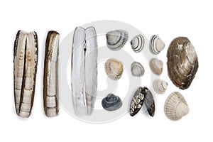 Shellfishes isolated