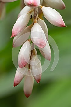 Shellflower Alpinia nutans, buds in close-up