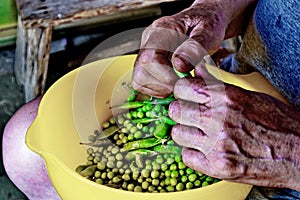 Shelling the fresh peas