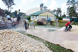 Shelling maize