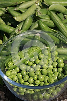 Shelling peas - closeup