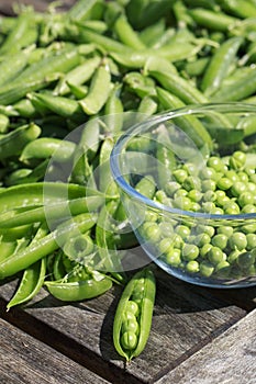 Shelling peas - portrait