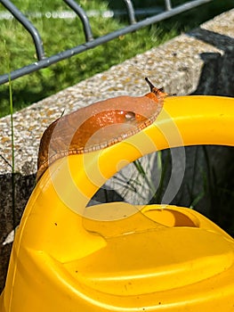 A shellless snail climbing up a small plastic waterer