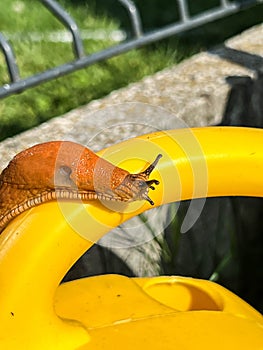 A shellless snail climbing up a small plastic waterer