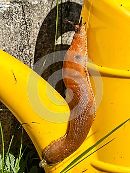 A shellless snail climbing up a small plastic waterer