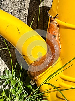 A shellless snail climbing up a small plastic waterer