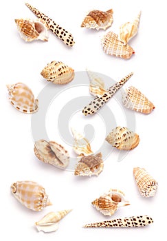 Shells