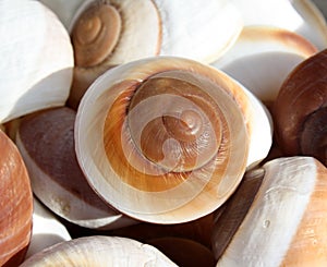 Shells