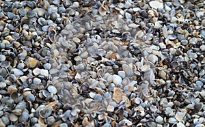 Shells