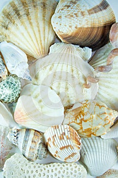 Shells.